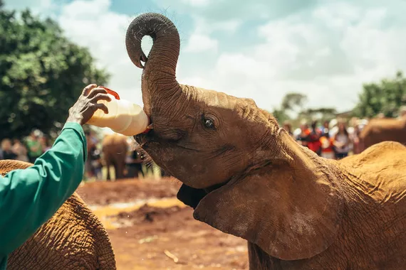 Orfanato de Elefantes